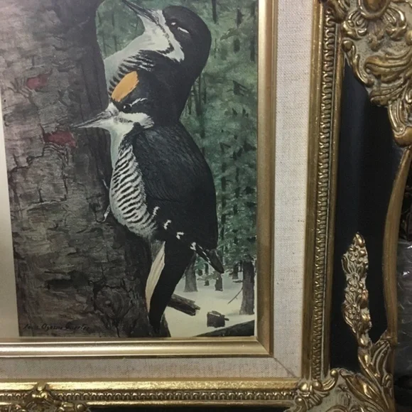 🖤5/$25 Antique Ornithological Bird Print Original wood pecker - Picture 11 of 13